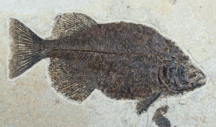 Superb Phareodus Fish - Scarce Species #6096